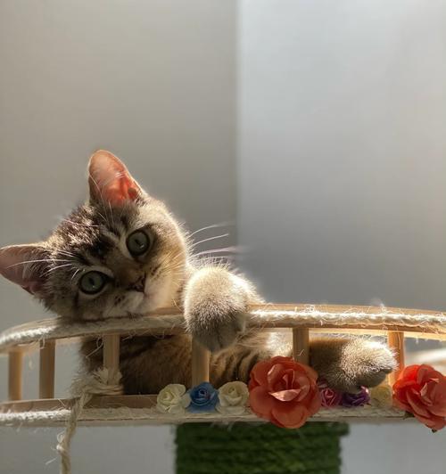 仙人掌猫排架的养护方法有哪些？