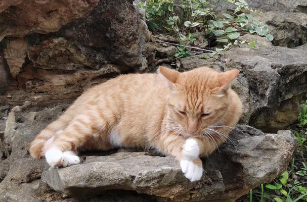 仙人掌猫排架的养护方法有哪些？