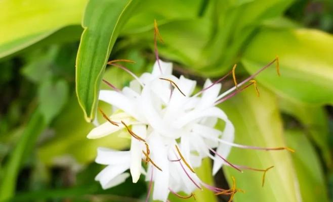 好看的仙界花语是什么呢？仙界花卉有哪些寓意？