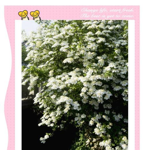 好看的仙界花语是什么呢？仙界花卉有哪些寓意？