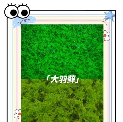 仙人掌与苔藓搭配的养殖技巧是什么？