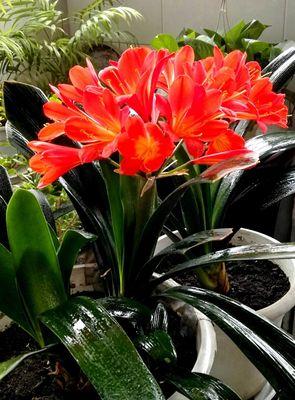 君子兰颈部发光现象是正常吗？如何正确养护？