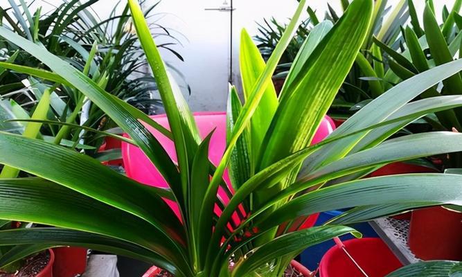 君子兰颈部发光现象是正常吗？如何正确养护？