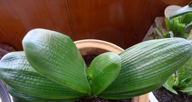 君子兰颈部发光现象是正常吗？如何正确养护？