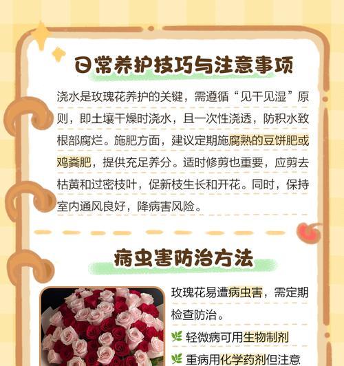 玫瑰花浇水和打理有什么技巧？如何保持玫瑰花鲜艳？