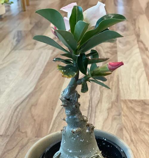玫瑰花浇水和打理有什么技巧？如何保持玫瑰花鲜艳？