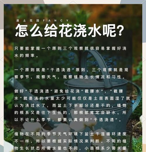 玫瑰花浇水和打理有什么技巧？如何保持玫瑰花鲜艳？