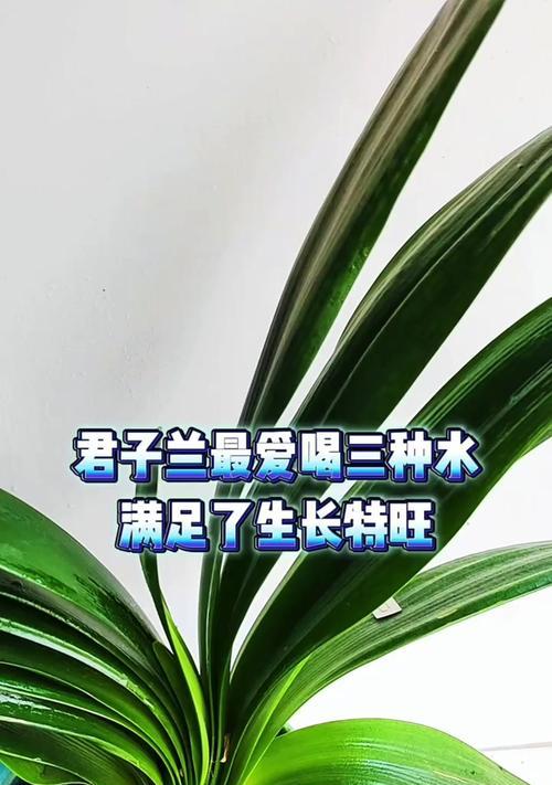 君子兰使用兰陵王浇水的频率是多少？