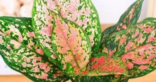 道具花的花语是什么？隐隐约约的花语有何深意？