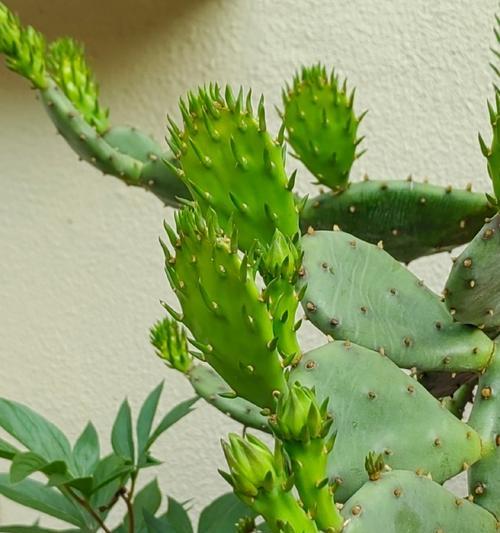 冬天种植仙人掌的正确方法是什么？有哪些注意事项？