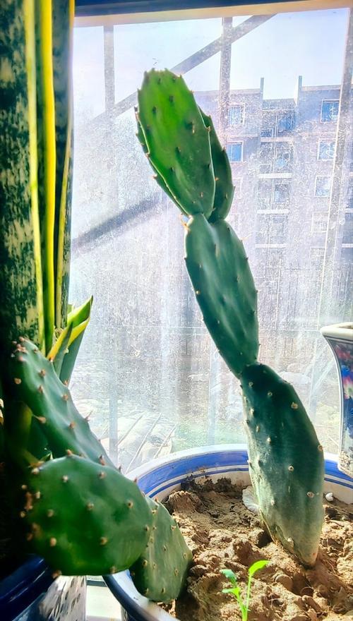 冬天种植仙人掌的正确方法是什么？有哪些注意事项？