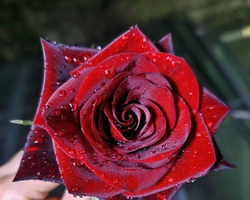墨红色玫瑰花的养护要点是什么？