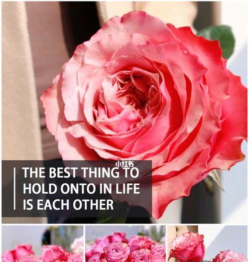 墨红色玫瑰花的养护要点是什么？