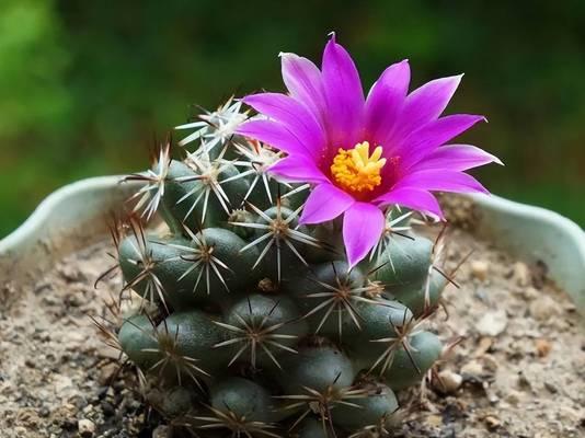 鼠尾仙人球的种植方法是什么？