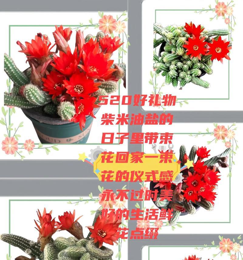 鼠尾仙人球的种植方法是什么？