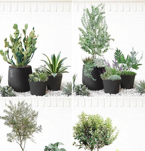 鼠尾仙人球的种植方法是什么？