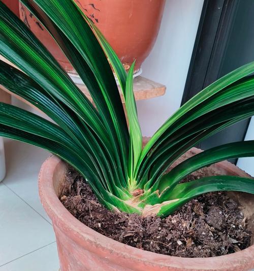 君子兰开花夹箭花蔫的原因是什么？