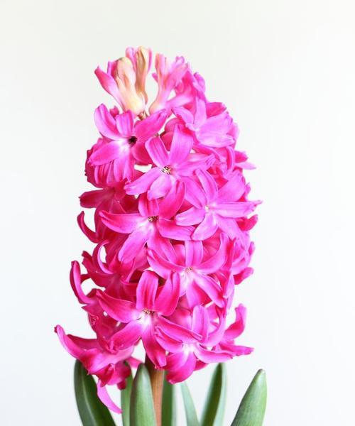 洋水仙的花语有何特殊含义？