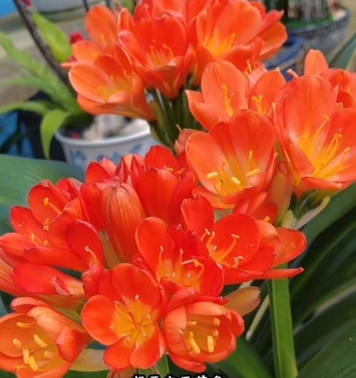 君子兰开花夹箭花蔫的原因是什么？