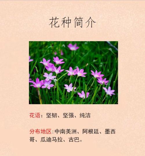 花语与花雨名字有何不同？各自的含义是什么？