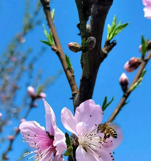 花语与花雨名字有何不同？各自的含义是什么？