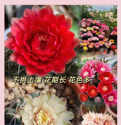 绯花玉与丽花仙人球的区别是什么？如何区分？
