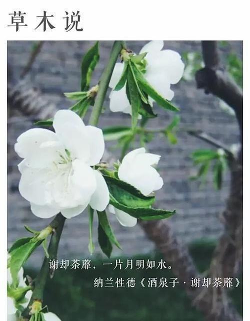 花语与花雨名字有何不同？各自的含义是什么？