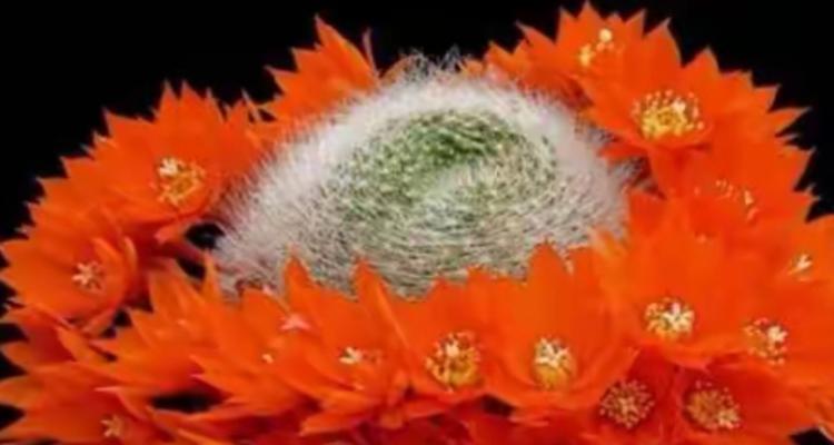 仙人球开花的条件和原因是什么
