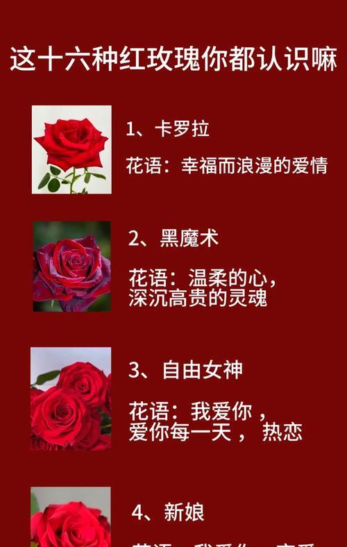 哪种花的花语比玫瑰更浪漫？