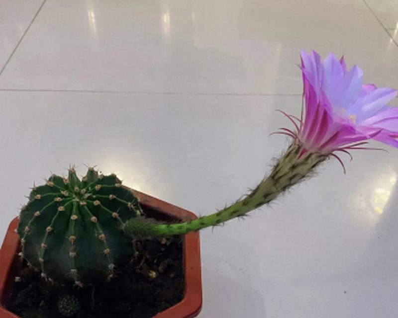 仙人球开花的条件和原因是什么