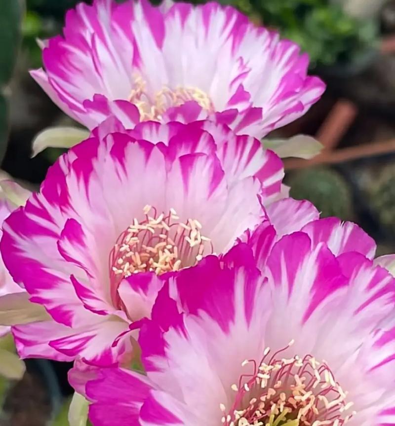 仙人球开花的条件和原因是什么