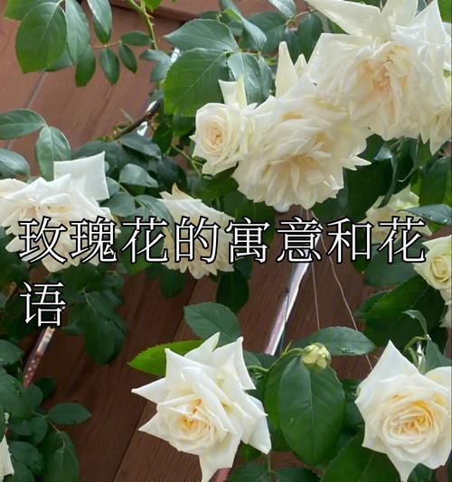 哪种花的花语比玫瑰更浪漫？