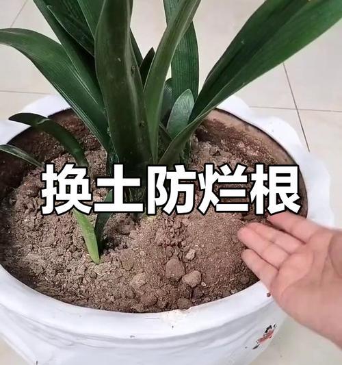 君子兰专用土的培植技巧有哪些？
