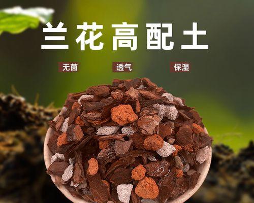 君子兰专用土的培植技巧有哪些？