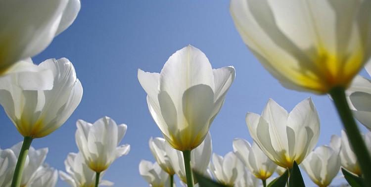 白色郁金香的花语有何特殊意义？