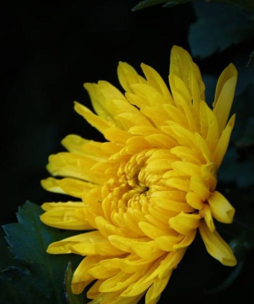 黄色菊花的花语和寓意是什么？