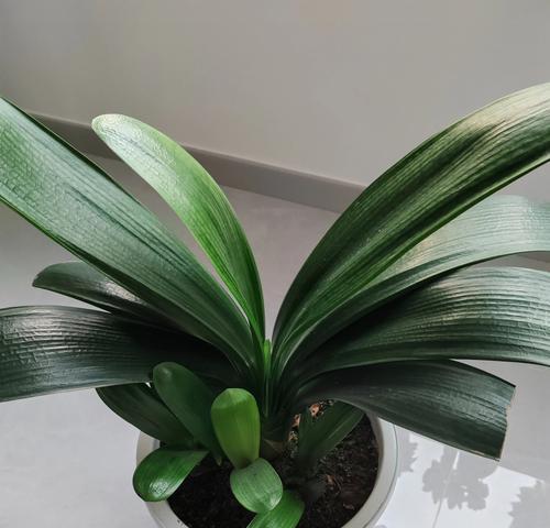 大君子兰带花苞不开花的原因及解决方法？