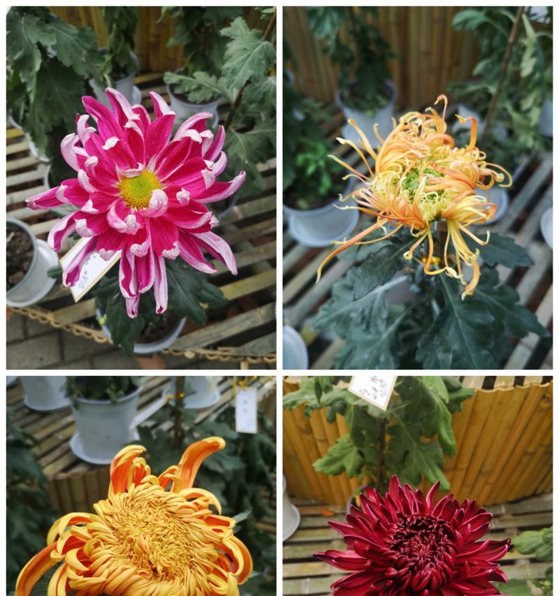 黄色菊花的花语和寓意是什么？