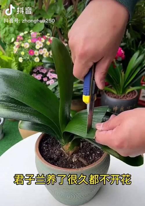 大君子兰带花苞不开花的原因及解决方法？