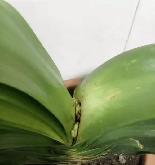 大君子兰带花苞不开花的原因及解决方法？