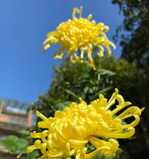 黄色菊花的花语和寓意是什么？