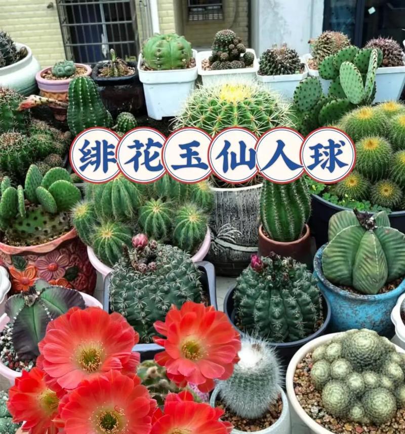 仙人球开花时为什么会垂头？如何预防这种情况？