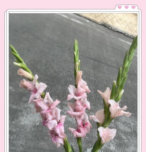 剑兰的花语和寓意是什么？