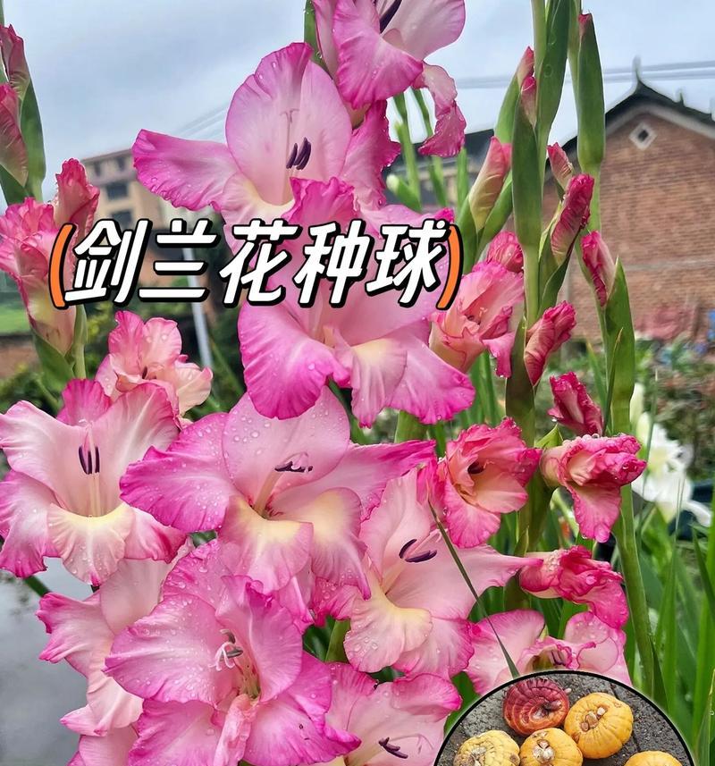 剑兰的花语和寓意是什么？