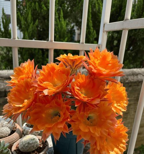 仙人球开花时为什么会垂头？如何预防这种情况？
