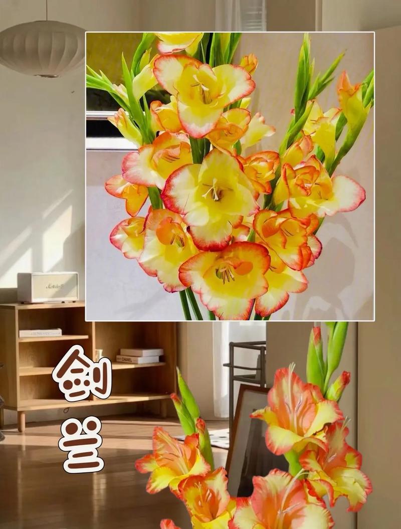 剑兰的花语和寓意是什么？