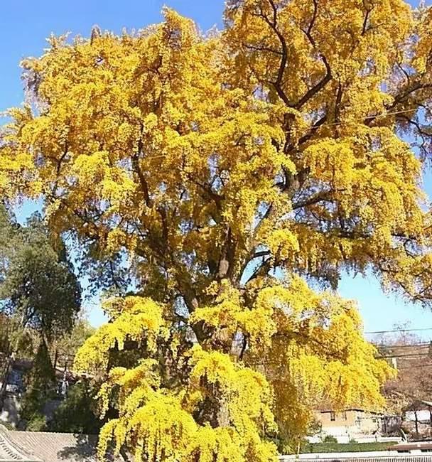 花语树洞要求是什么？如何满足花语树洞的要求？