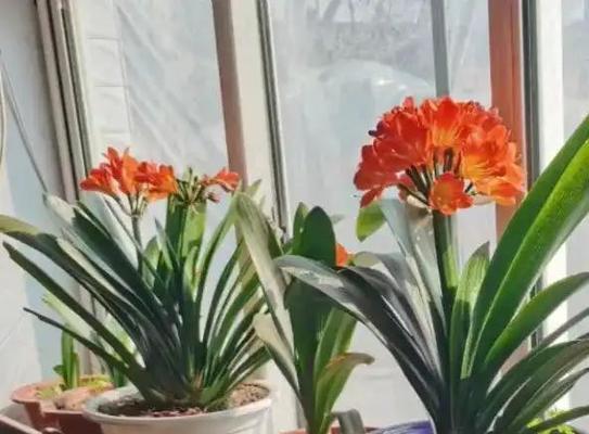 在高楼上养君子兰有哪些技巧？需要特别注意什么？
