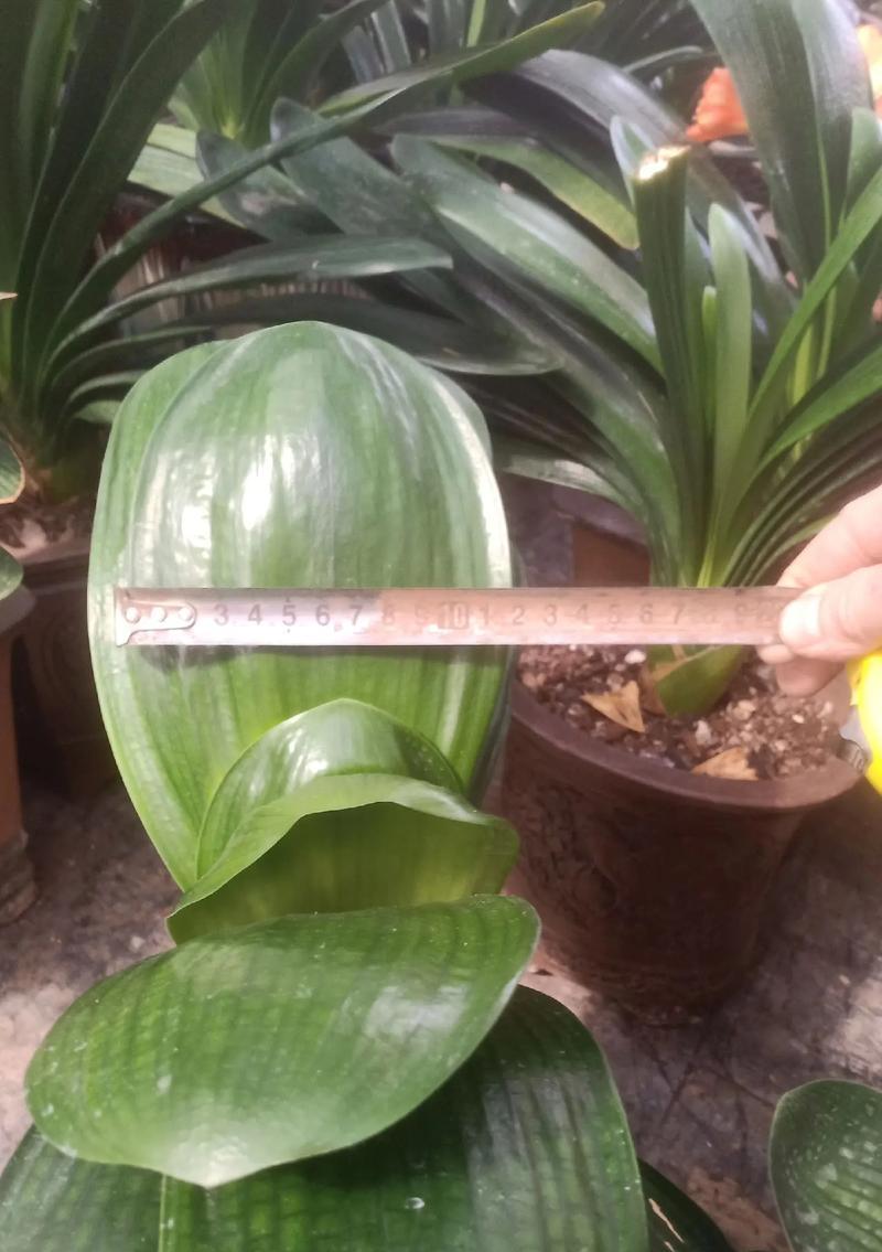 最贵的君子兰品种价格是多少？