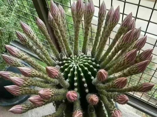 小花朵仙人掌的养护技巧是什么？